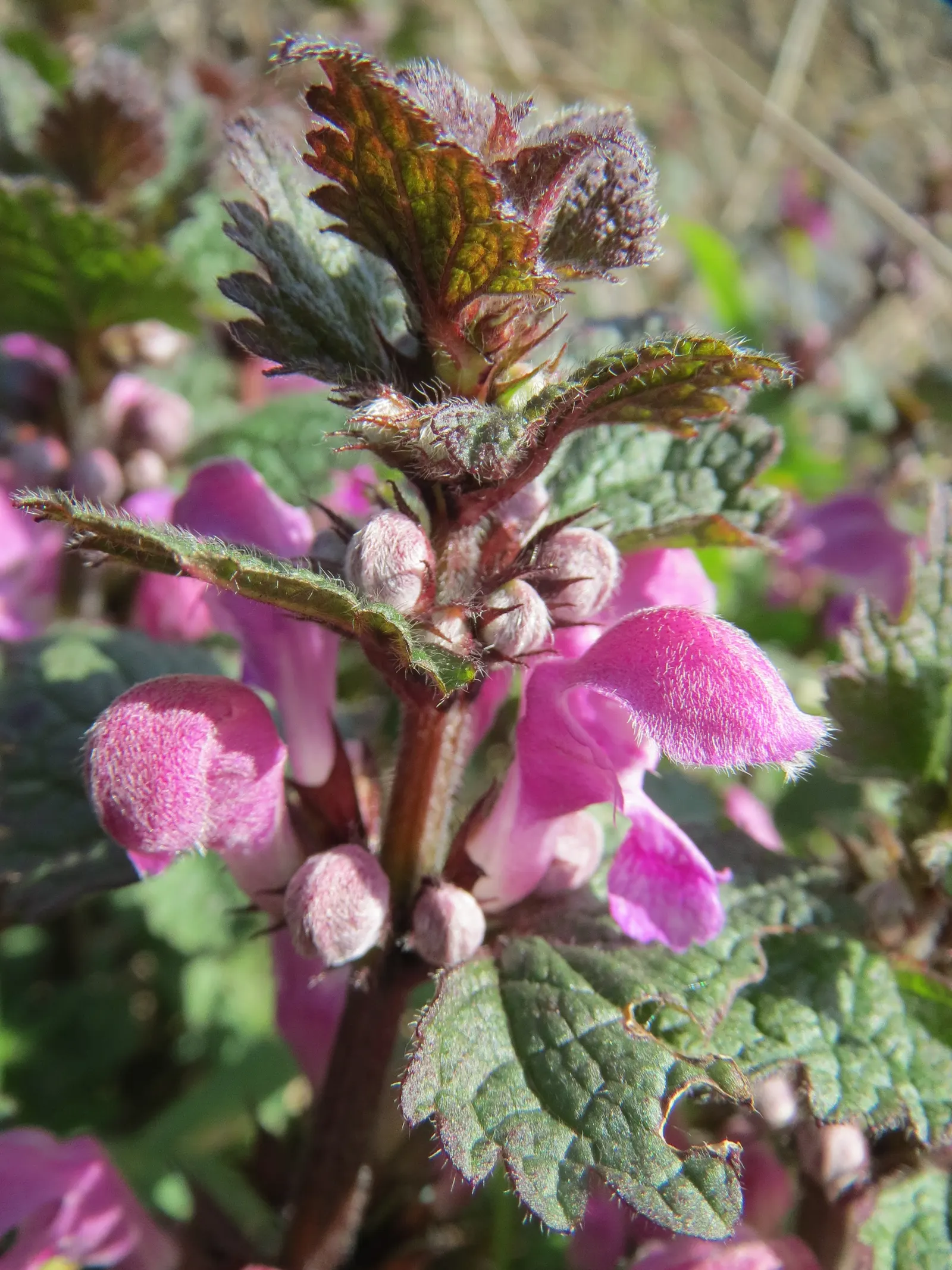 Dead Nettle (Lamium Maculatum) — pink and white and yellow flowers in the garden; is an herbaceous perennial that offers a multitude of benefits, image 214