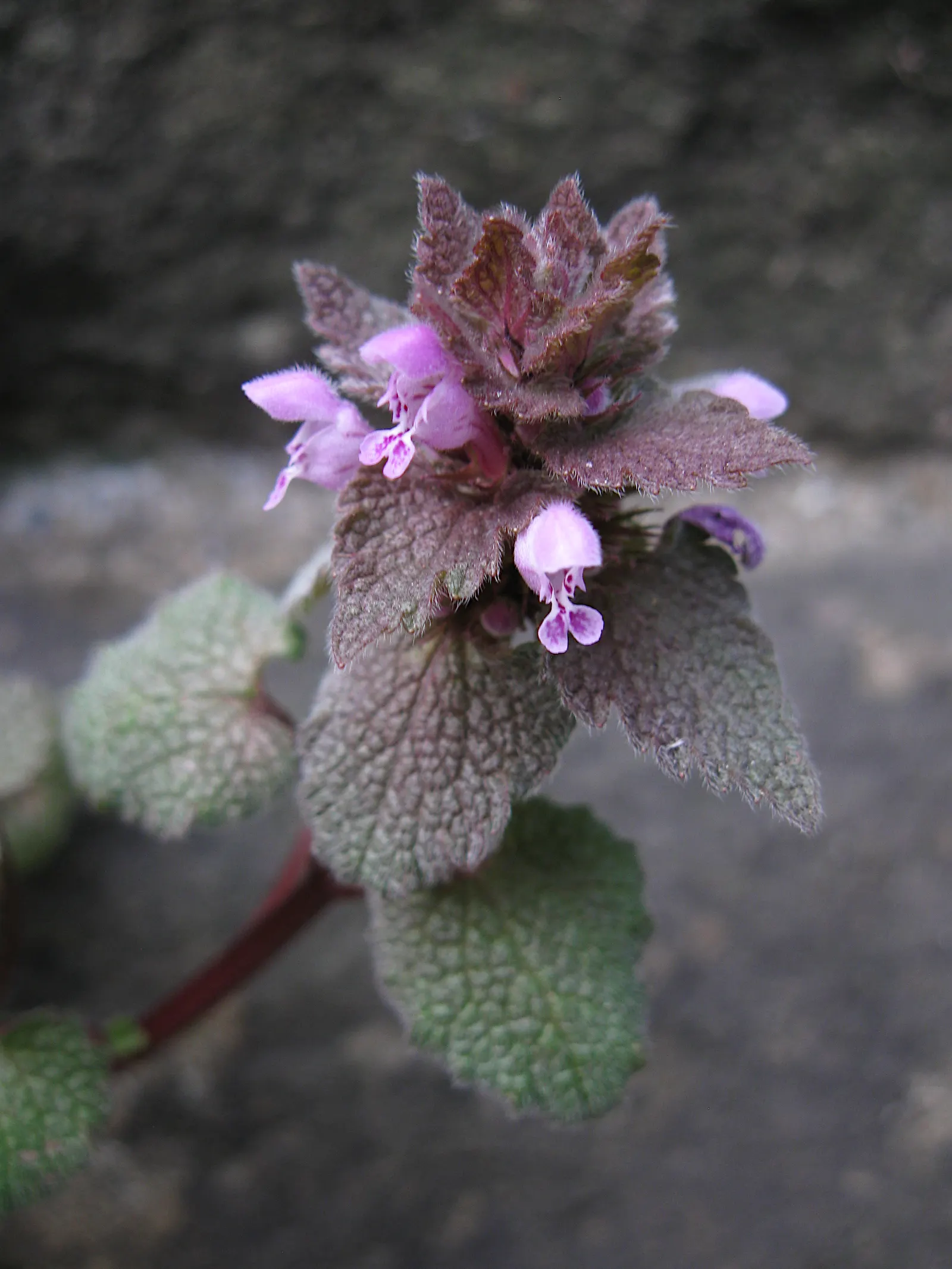 Dead Nettle (Lamium Maculatum) — this plant typically reaches a height of 6 to 12 inches with a spread of 18 to 24 inches; during late spring to early summer