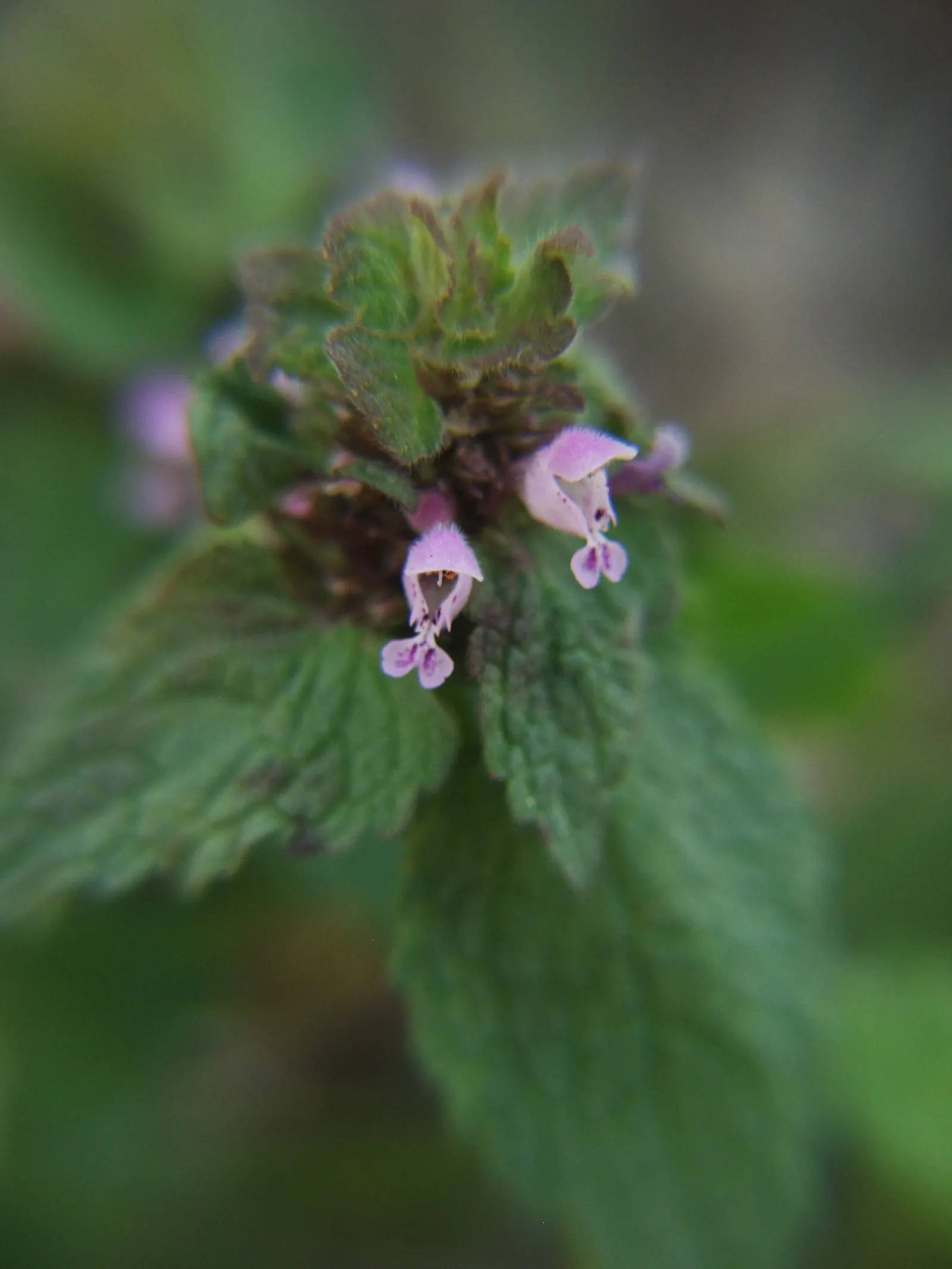 Dead Nettle (Lamium Maculatum) — Dead Nettle thrives in zones 3-8, preferring moist, well-draining soil; commonly known as Dead Nettle