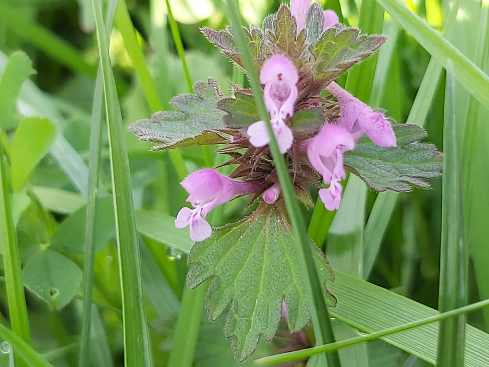 Dead Nettle (Lamium Maculatum) — with a distinctive silver marking on the broad