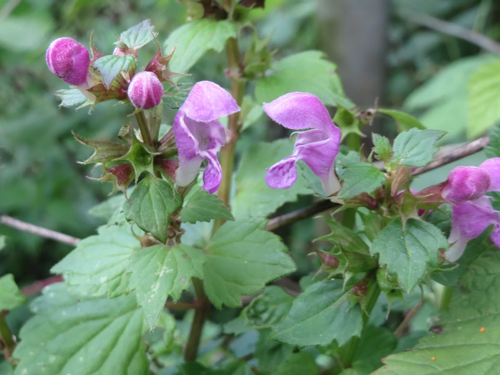 Dead Nettle (Lamium Maculatum) — ground cover with pink and white and yellow blooms; adding a pop of color and aesthetic appeal, image 143