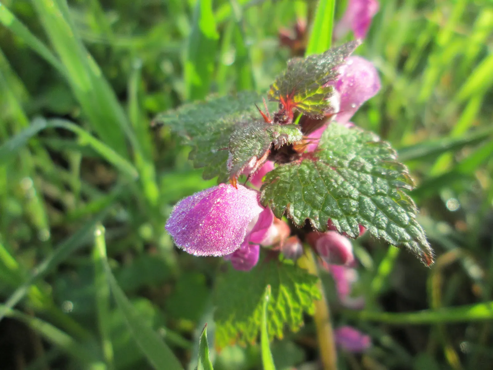Dead Nettle (Lamium Maculatum) — These blooms contrast well with the foliage and can intermittently reappear throughout the growing season; blooms, image 255