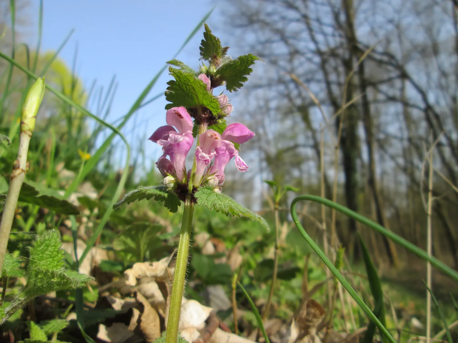 Dead Nettle (Lamium Maculatum) — ground cover with pink and white and yellow blooms; adding a pop of color and aesthetic appeal, image 167
