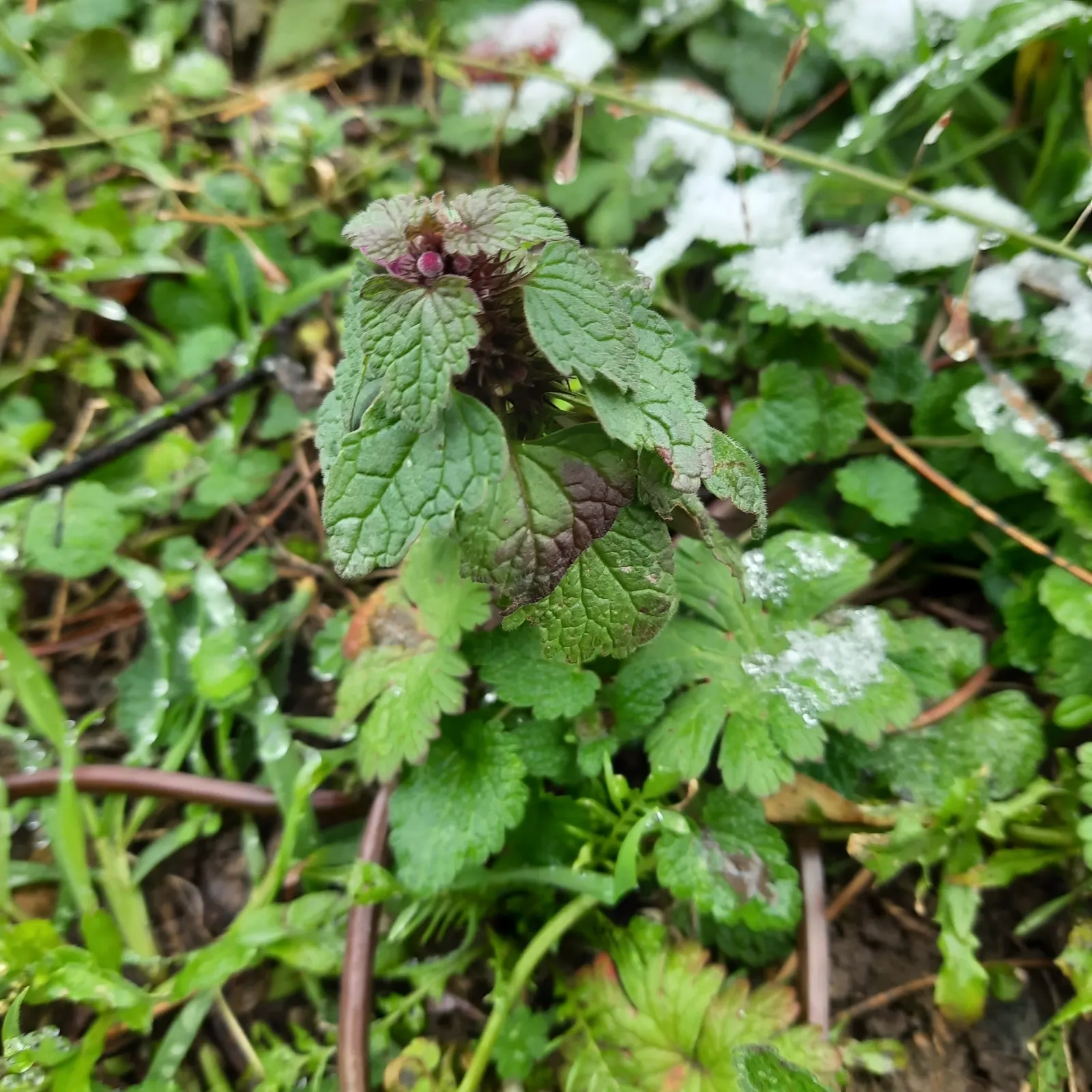 Dead Nettle (Lamium Maculatum) — adding a pop of color and aesthetic appeal; ground cover with pink and white and yellow blooms