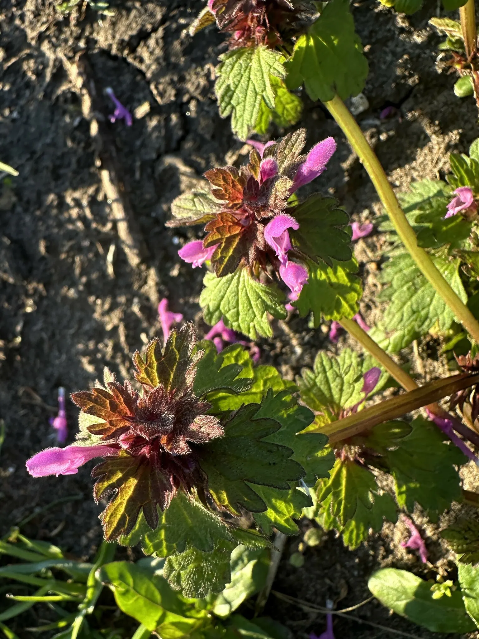 Dead Nettle (Lamium Maculatum) — Dead Nettle thrives in zones 3-8, preferring moist, well-draining soil