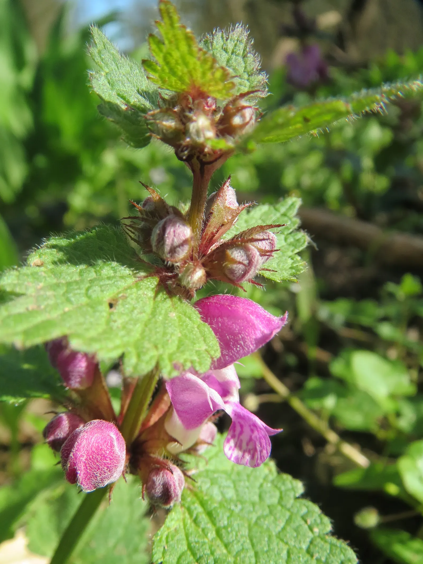 Dead Nettle (Lamium Maculatum) — adding a pop of color and aesthetic appeal; ground cover with pink and white and yellow blooms, image 158