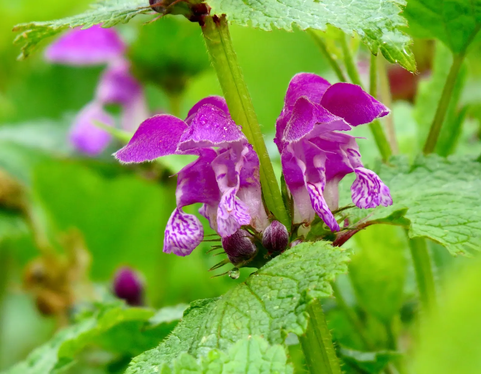 Dead Nettle (Lamium Maculatum) — and attraction of pollinators such as bees; with a distinctive silver marking on the broad, image 139