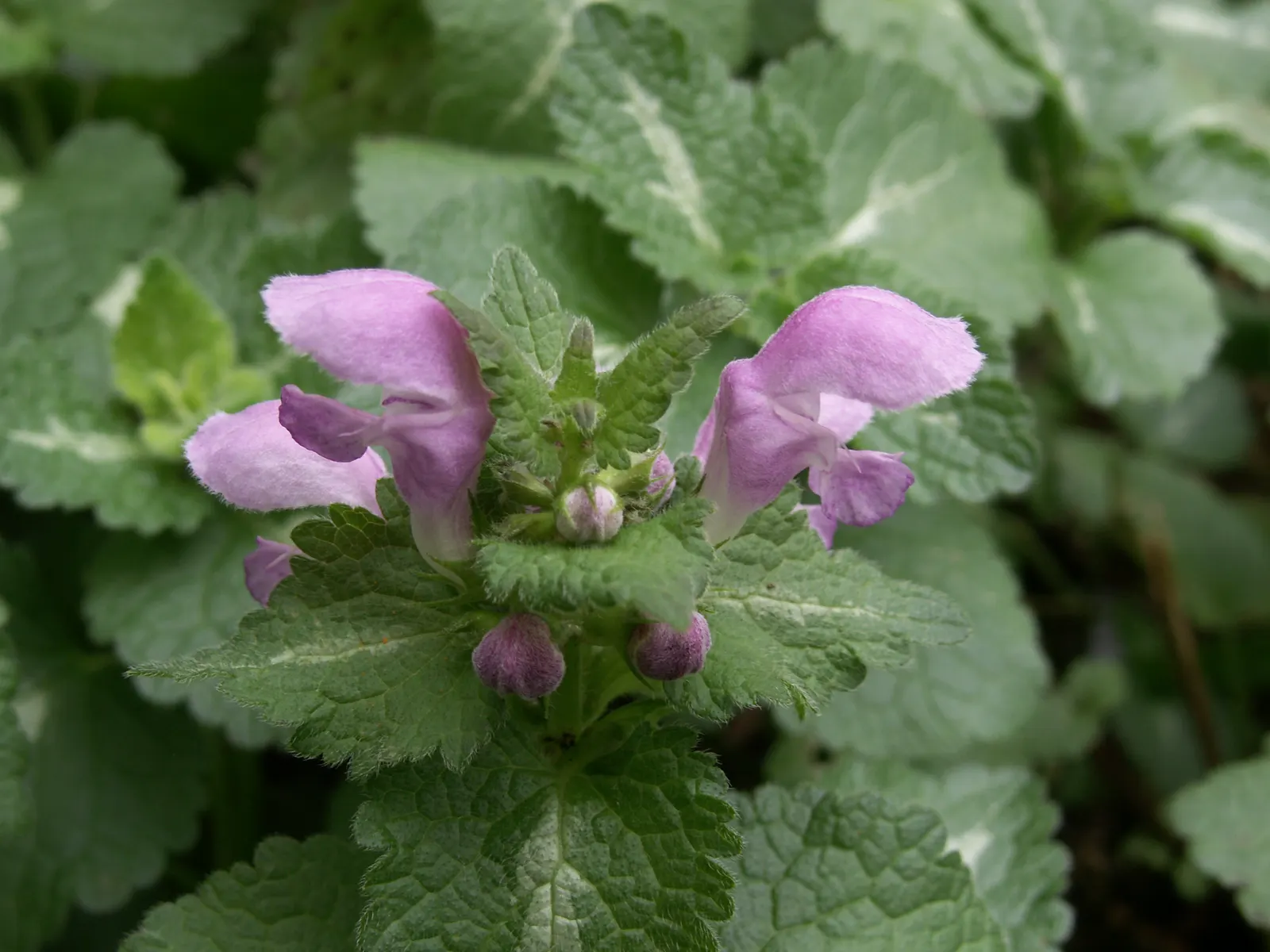 Dead Nettle (Lamium Maculatum) — with a distinctive silver marking on the broad; and attraction of pollinators such as bees, image 130