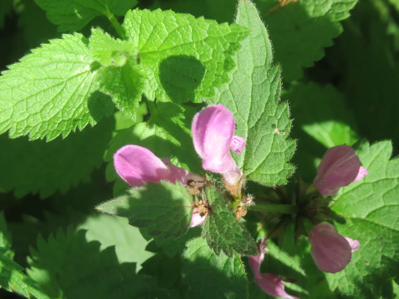 Dead Nettle (Lamium Maculatum) — Reaching 6-12 inches tall with a spread of 18-24 inches, it makes an excellent ground cover; lamium maculatum is, image 195