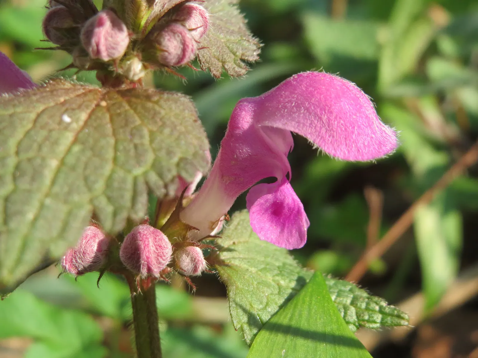 Dead Nettle (Lamium Maculatum) — Lamium maculatum is valued for its low maintenance needs; reaching 6-12 inches tall with a spread of 18-24 inches, image 210