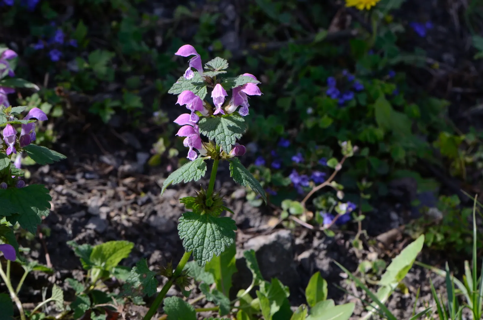 Dead Nettle (Lamium Maculatum) — These blooms contrast well with the foliage and can intermittently reappear throughout the growing season; blooms, image 135