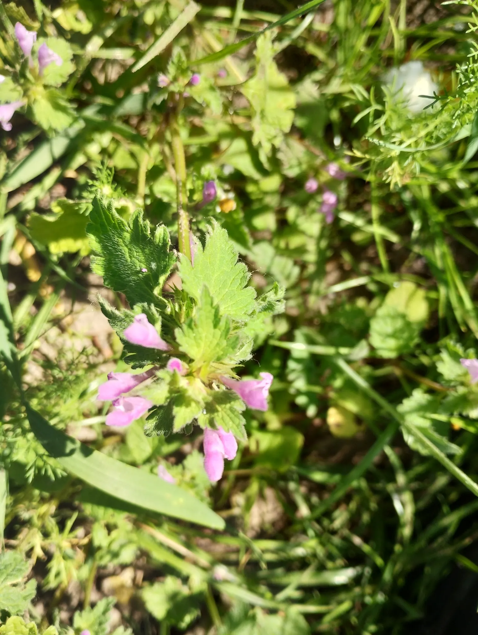 Dead Nettle (Lamium Maculatum) — commonly known as Dead Nettle; dead Nettle thrives in zones 3-8, preferring moist, well-draining soil