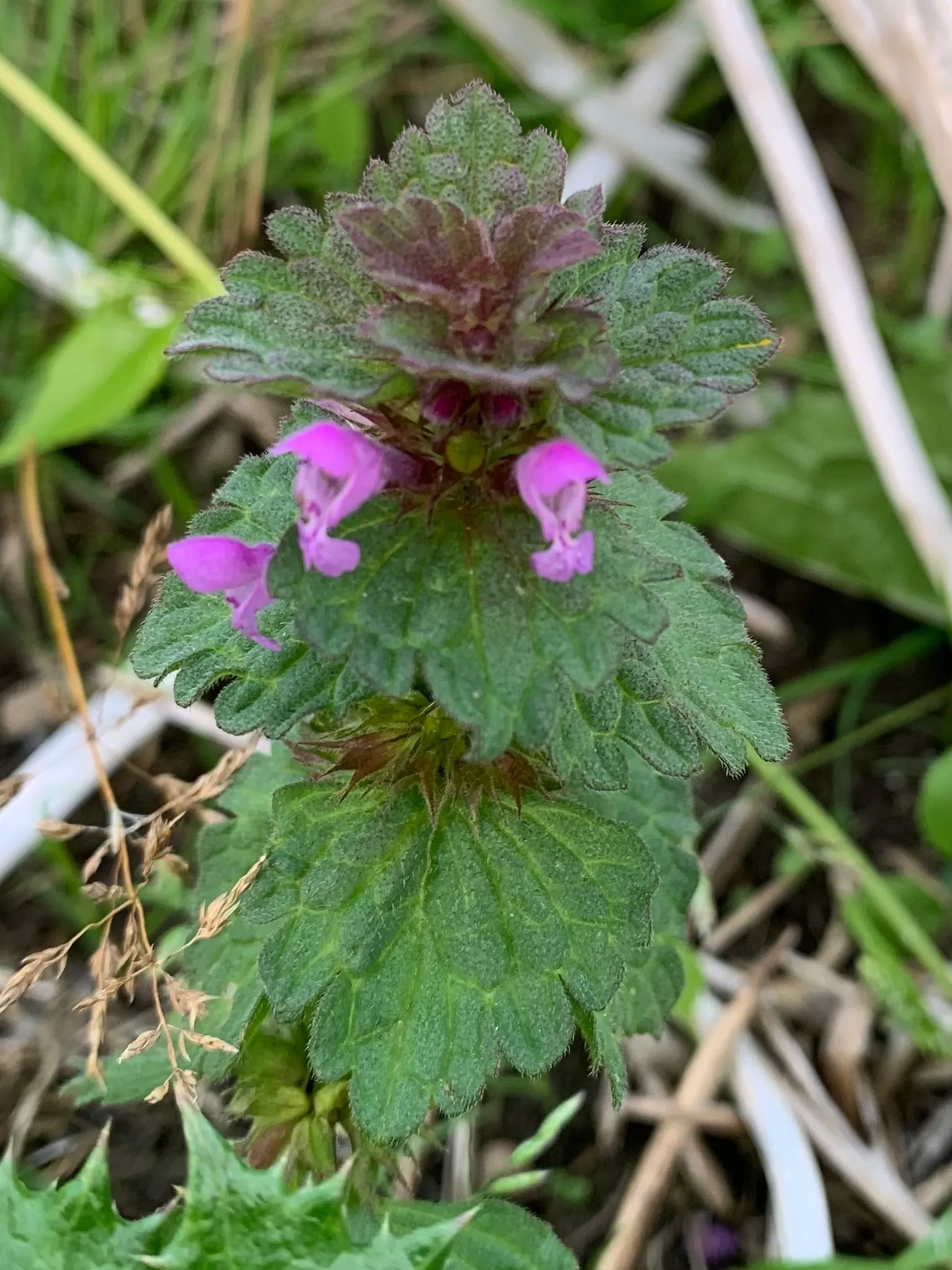 Dead Nettle (Lamium Maculatum) — tubular flowers bloom in shades of pink; well-drained soil with a pH that is neutral to slightly acidic