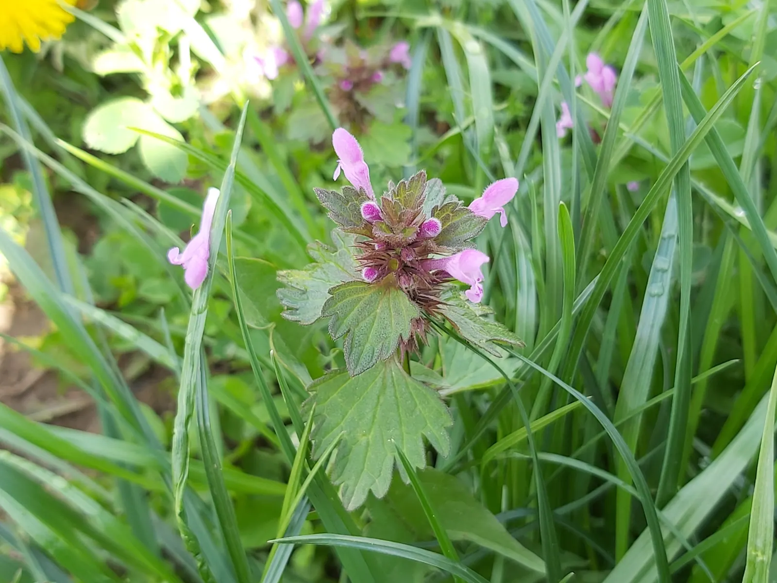Dead Nettle (Lamium Maculatum) — Dead Nettle thrives in zones 3-8, preferring moist, well-draining soil; commonly known as Dead Nettle, image 52