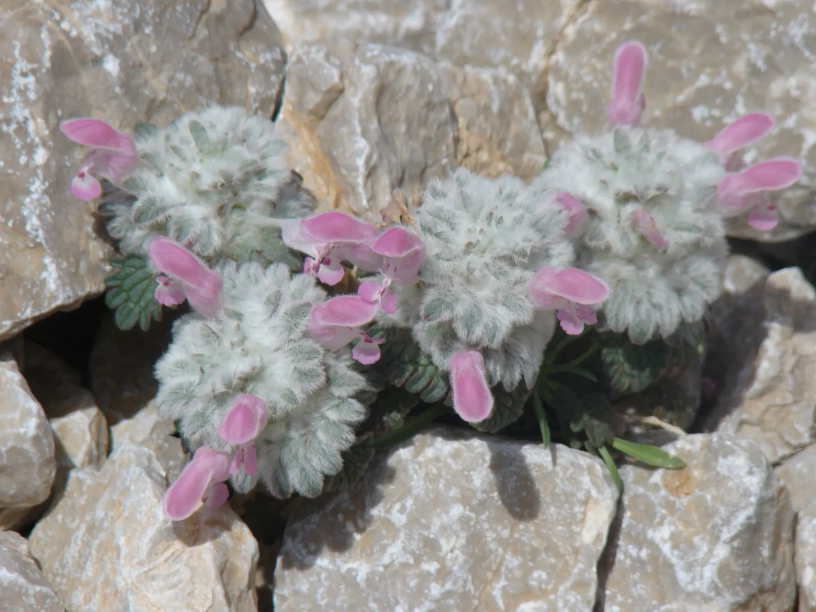 Dead Nettle (Lamium Maculatum) — Reaching 6-12 inches tall with a spread of 18-24 inches, it makes an excellent ground cover; lamium maculatum is, image 51