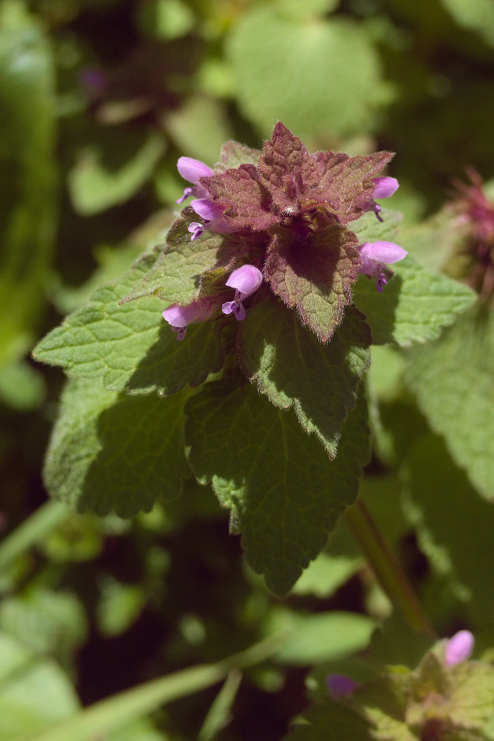 Dead Nettle (Lamium Maculatum) — Its low maintenance and deer resistance make it a preferred choice for woodland gardens and shaded borders, image 53