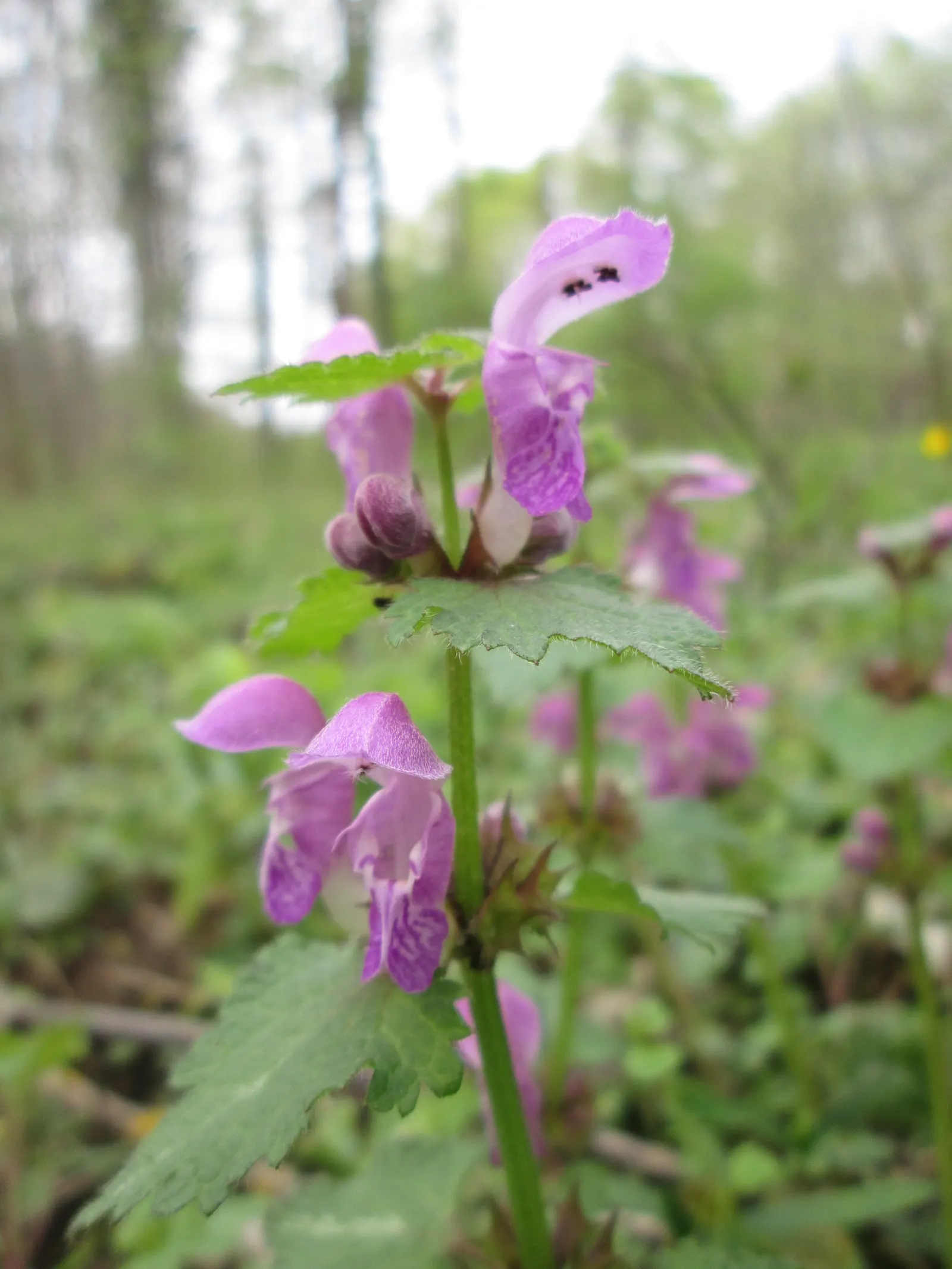 Dead Nettle (Lamium Maculatum) — ground cover for half or shade; when mapping out your landscape design, image 168
