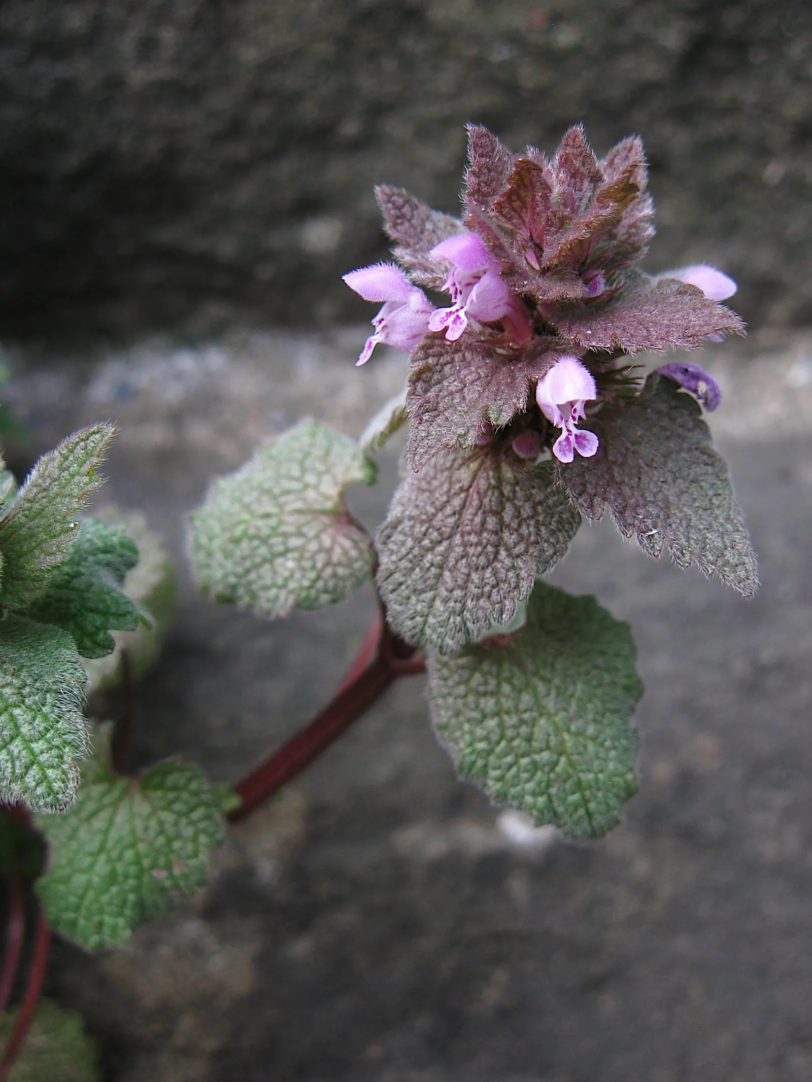 Dead Nettle (Lamium Maculatum) — with a distinctive silver marking on the broad; and attraction of pollinators such as bees