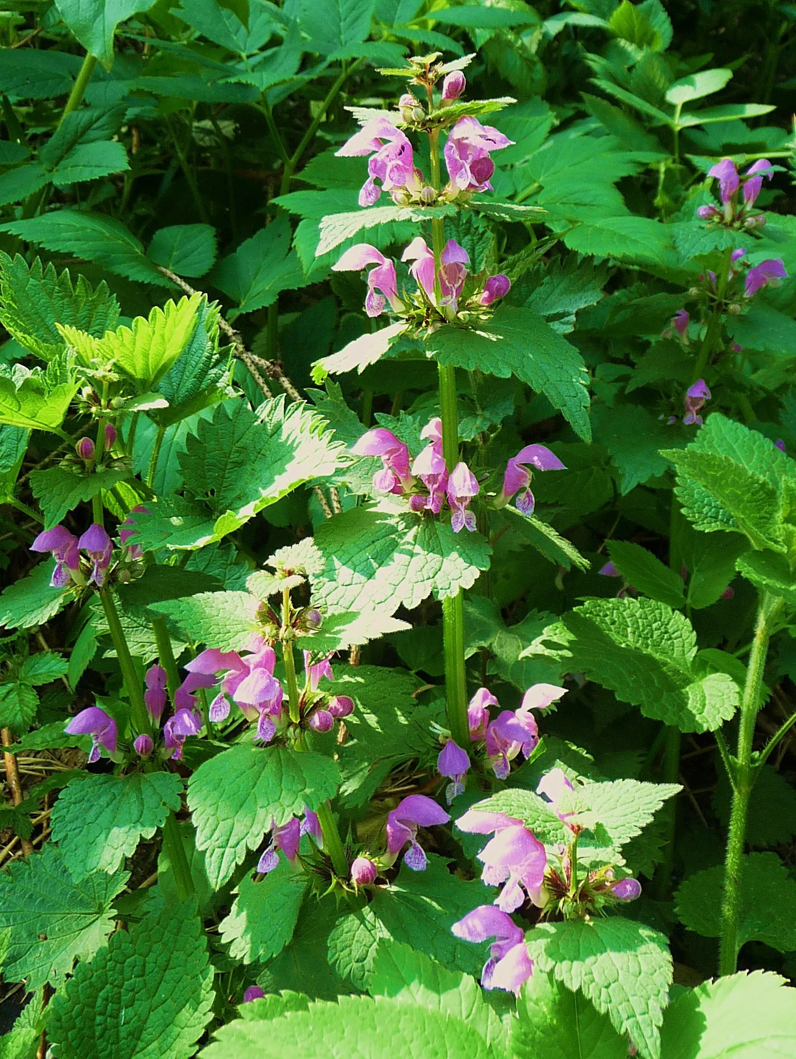 Dead Nettle (Lamium Maculatum) — This plant tolerates a variety of lighting conditions but favors partial to full shade; it's an ideal selection, image 161