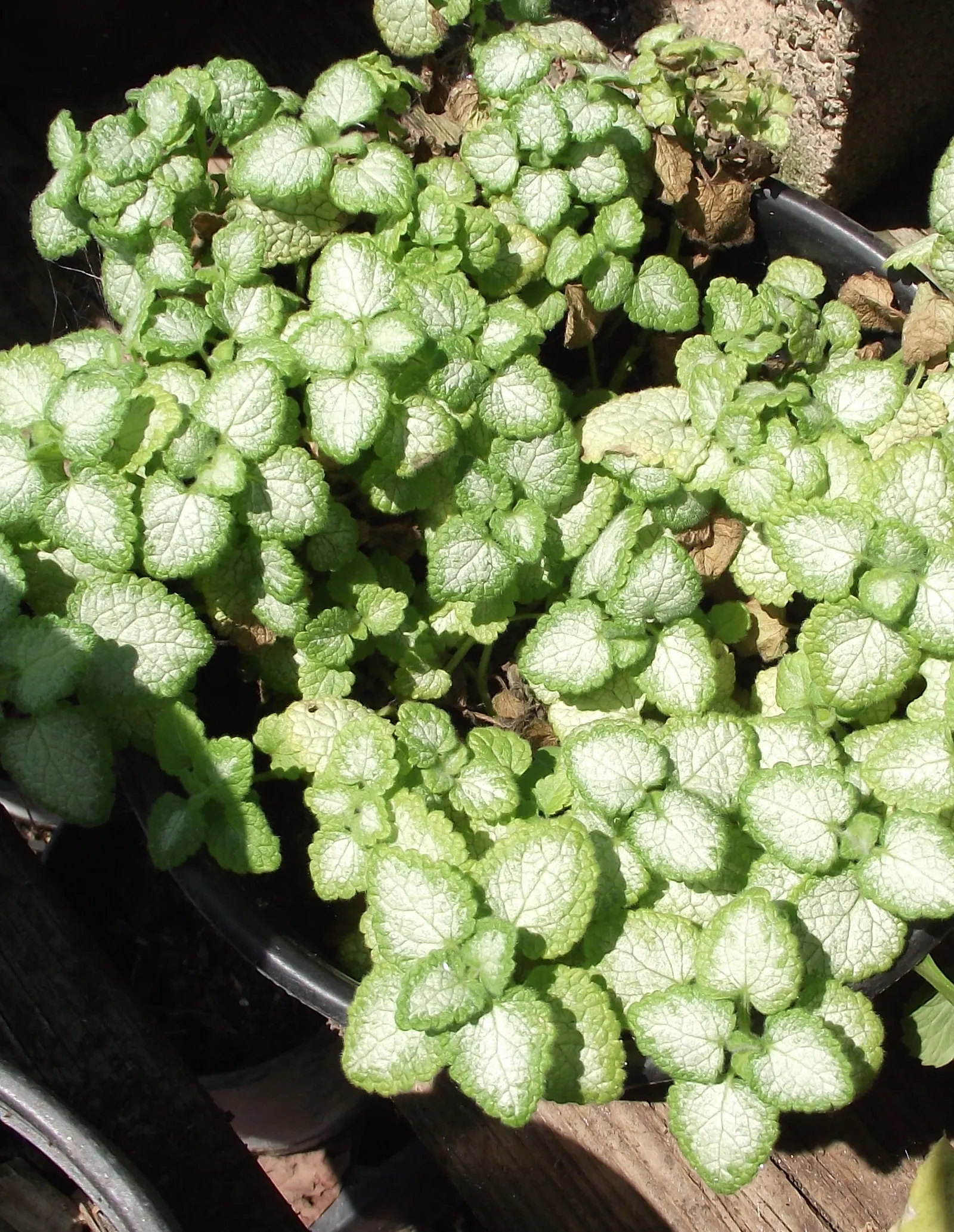 Dead Nettle (Lamium Maculatum) — Lamium maculatum is valued for its low maintenance needs; reaching 6-12 inches tall with a spread of 18-24 inches, image 138