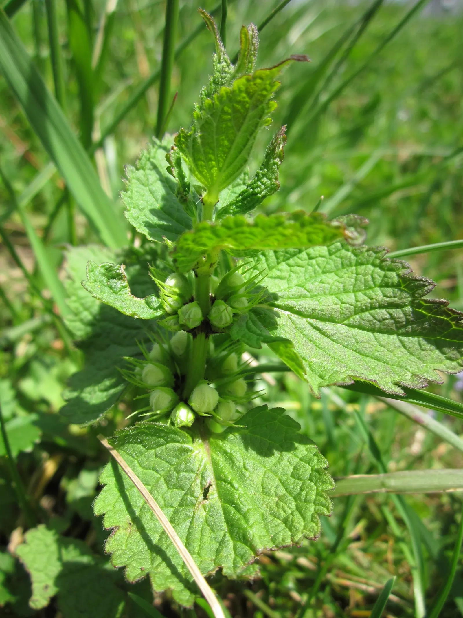 Dead Nettle (Lamium Maculatum) — well-drained soil with a pH that is neutral to slightly acidic; tubular flowers bloom in shades of pink, image 160