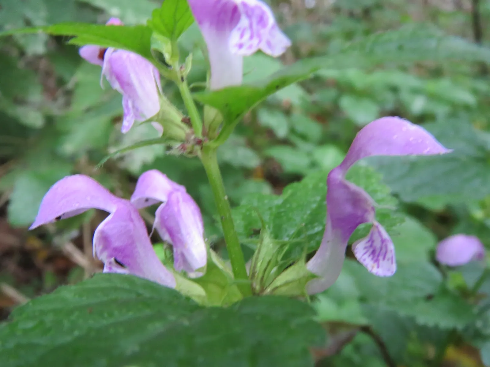 Dead Nettle (Lamium Maculatum) — Dead Nettle thrives in zones 3-8, preferring moist, well-draining soil; commonly known as Dead Nettle, image 148