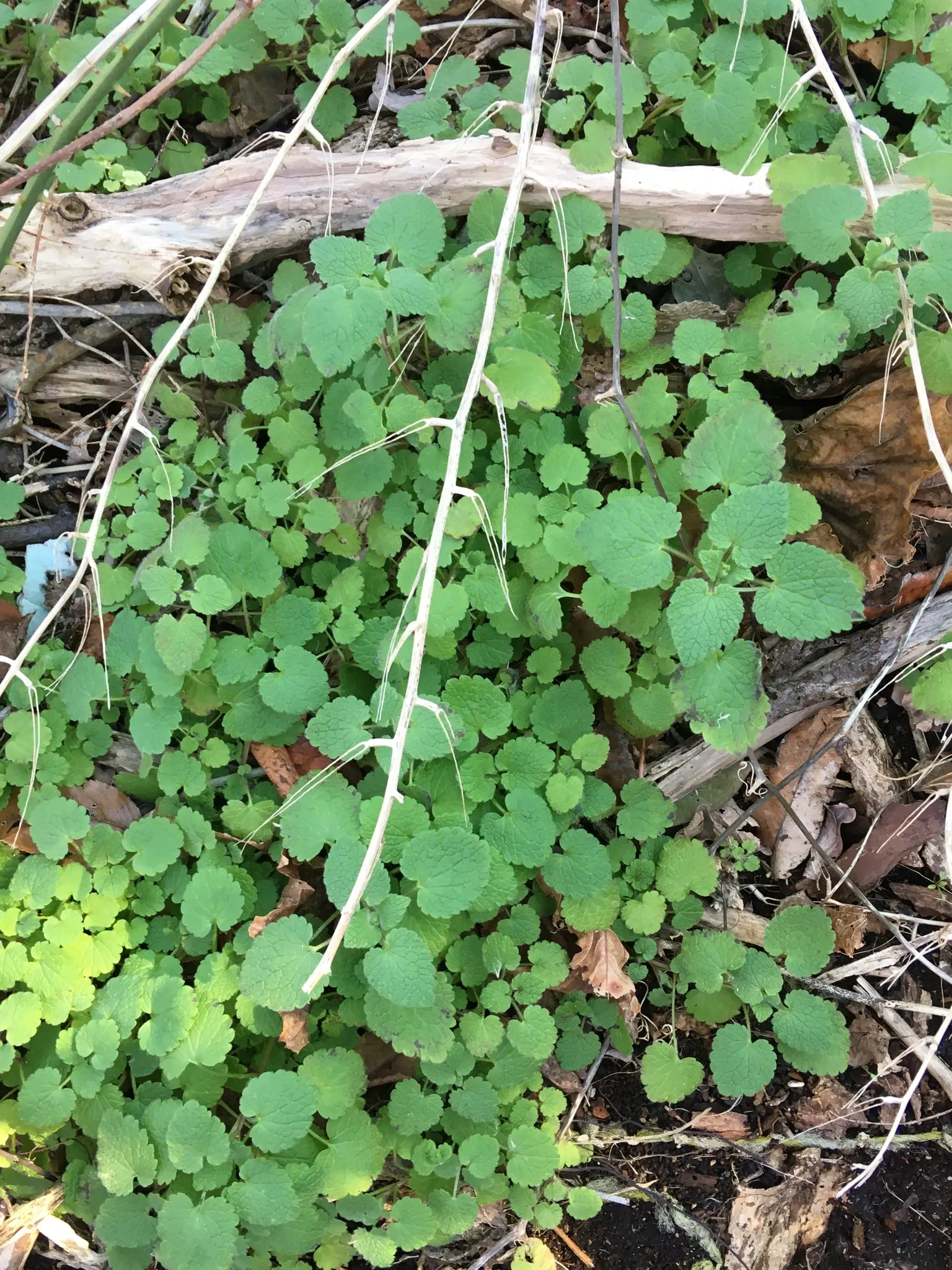 Dead Nettle (Lamium Maculatum) — During late spring to early summer