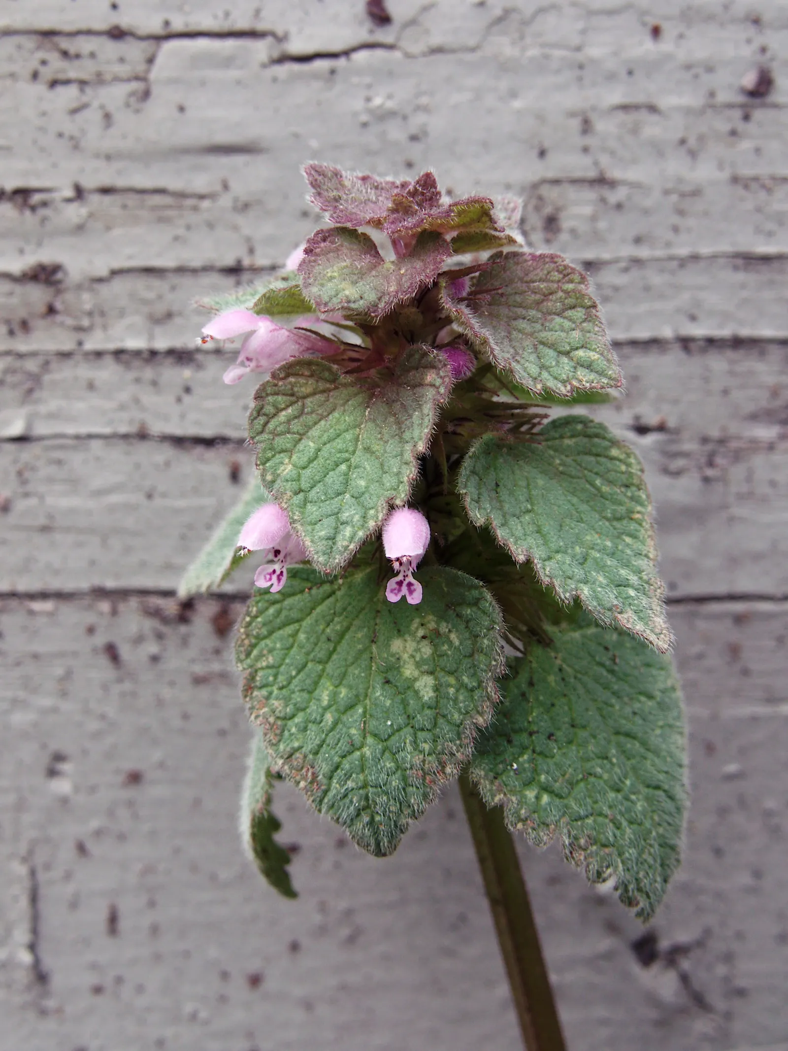 Dead Nettle (Lamium Maculatum) — ground cover for half or shade; when mapping out your landscape design