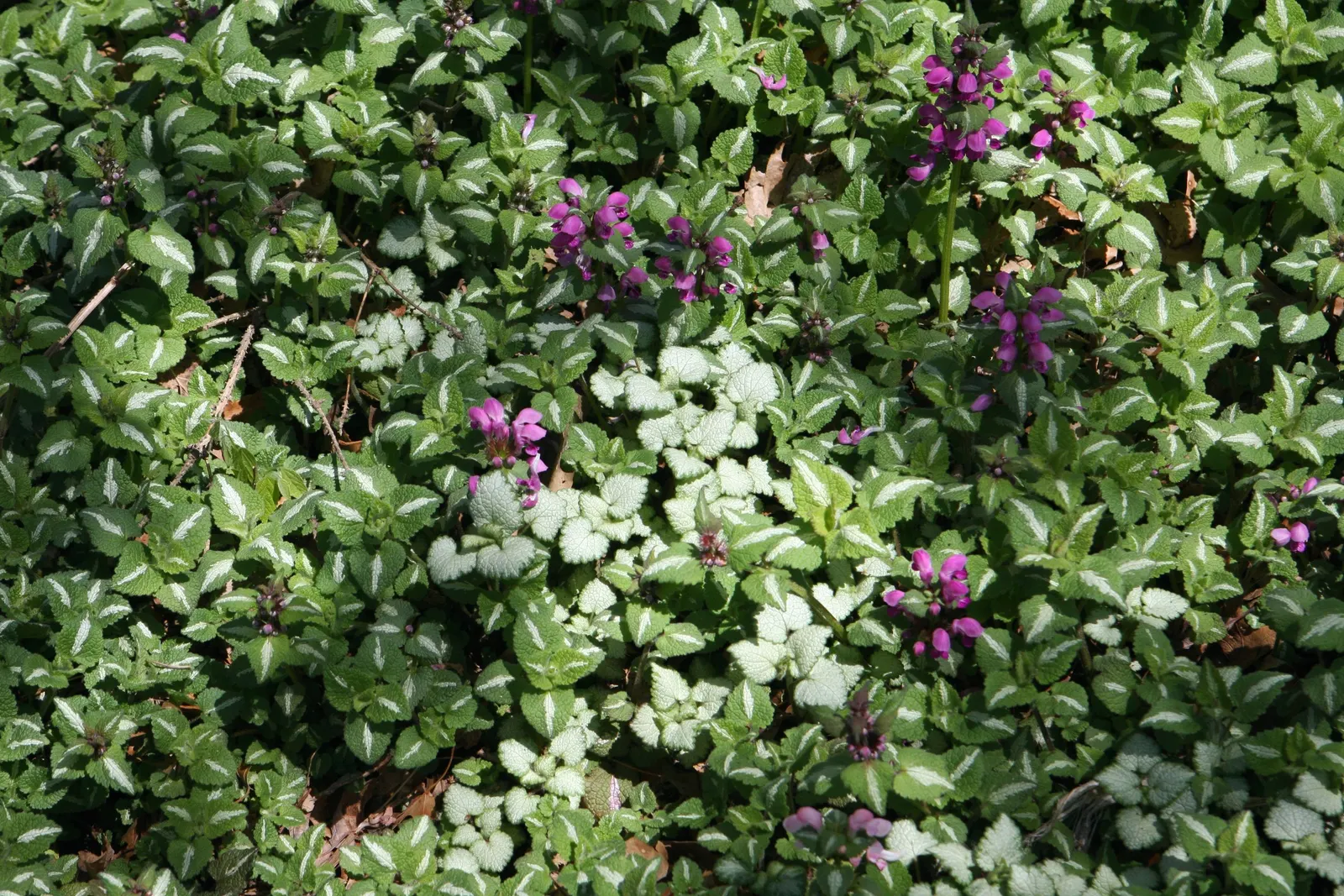 Dead Nettle (Lamium Maculatum) — This plant tolerates a variety of lighting conditions but favors partial to full shade; it's an ideal selection, image 137