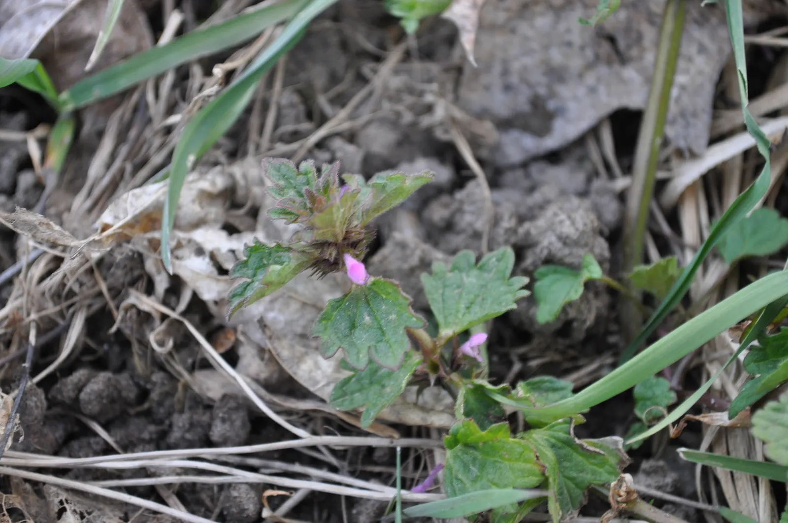 Dead Nettle (Lamium Maculatum) — Blooms appear in late spring to early summer