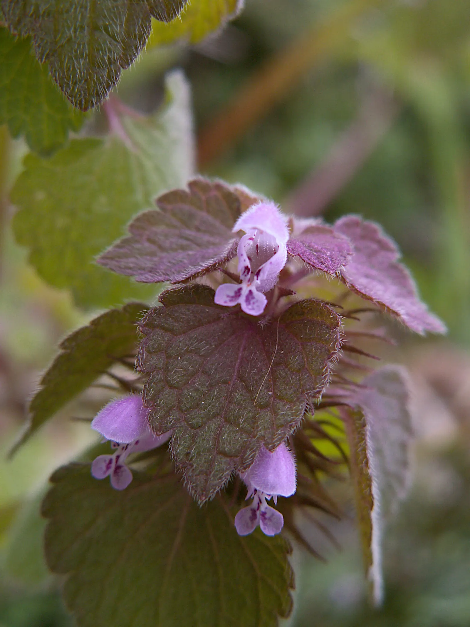 Dead Nettle (Lamium Maculatum) — Its low maintenance and deer resistance make it a preferred choice for woodland gardens and shaded borders; recognized for its