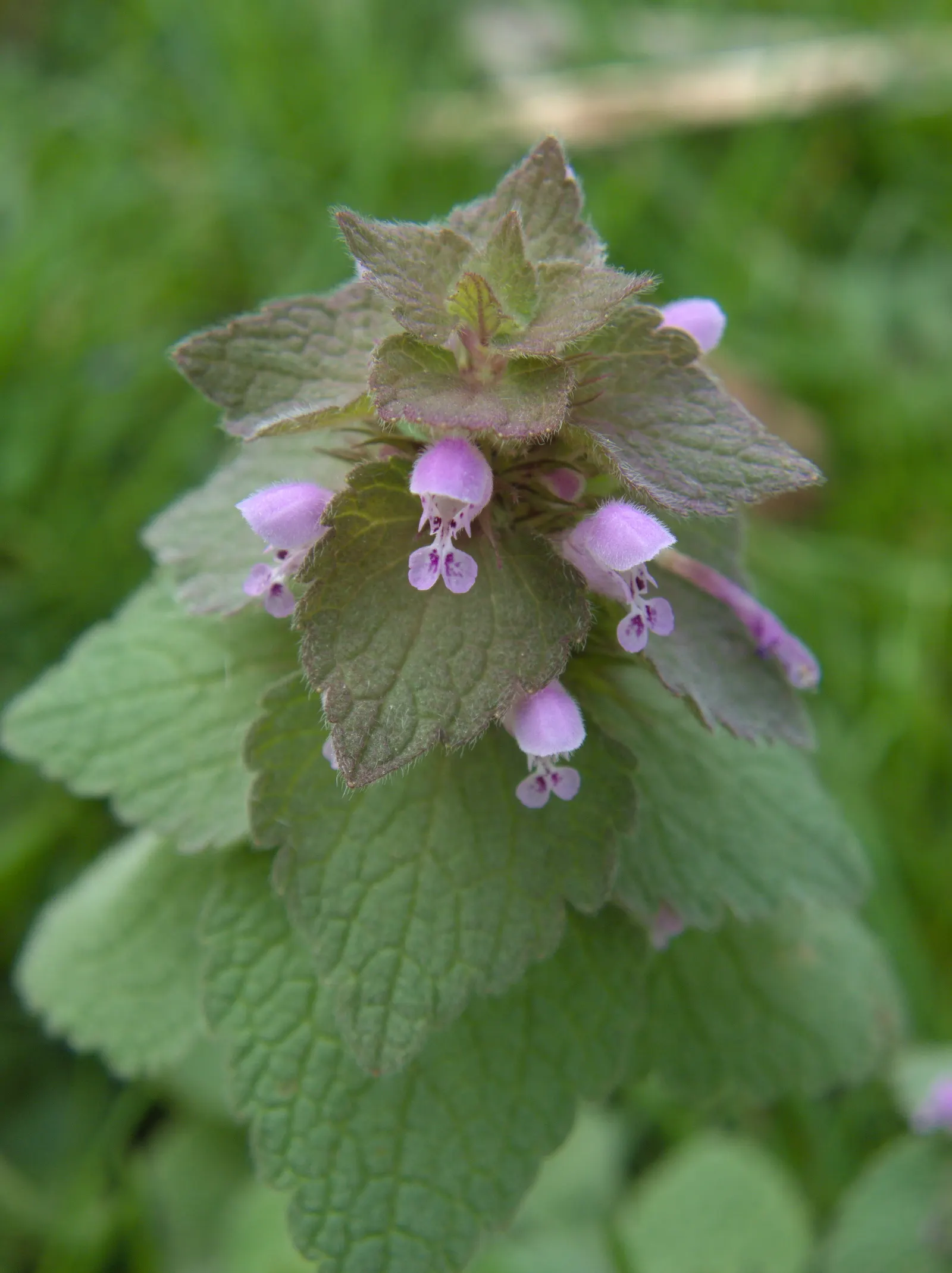 Dead Nettle (Lamium Maculatum) — adding a pop of color and aesthetic appeal; ground cover with pink and white and yellow blooms, image 62