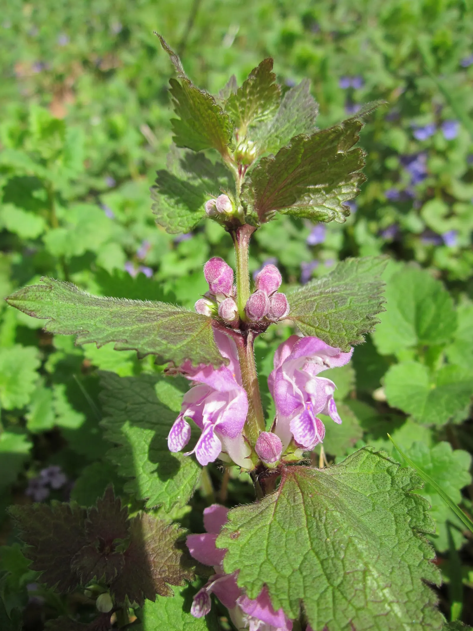 Dead Nettle (Lamium Maculatum) — These blooms contrast well with the foliage and can intermittently reappear throughout the growing season; blooms, image 159
