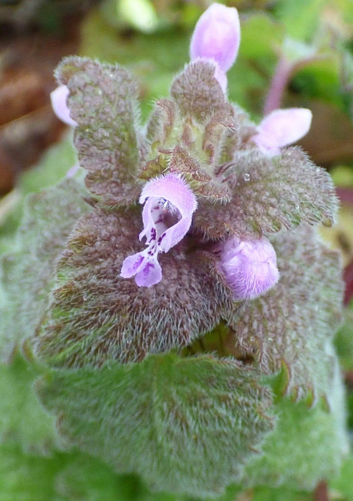 Dead Nettle (Lamium Maculatum) — Blooms appear in late spring to early summer; these blooms contrast well with the foliage and can intermittently reappear
