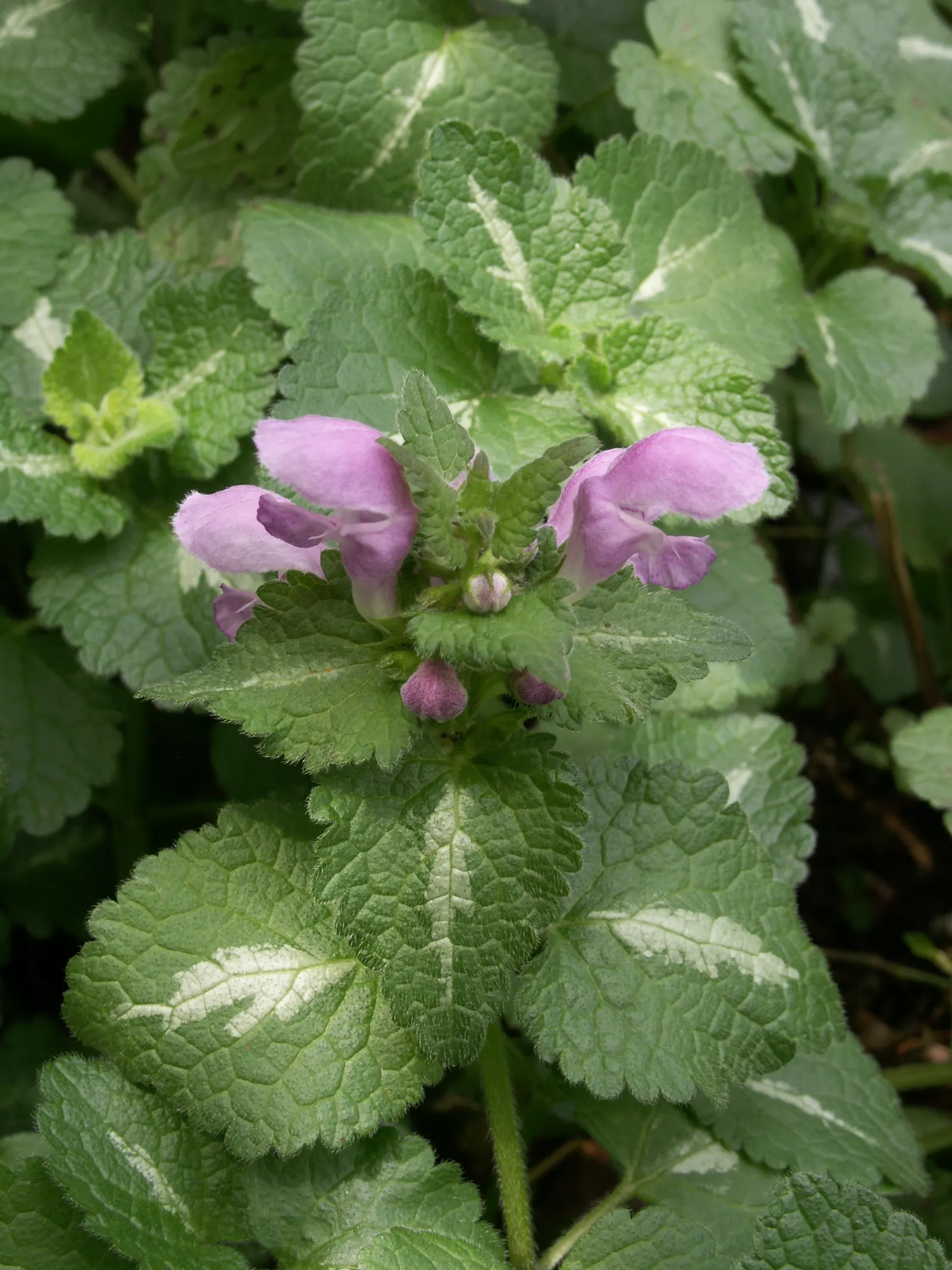 Dead Nettle (Lamium Maculatum) — tubular flowers bloom in shades of pink; well-drained soil with a pH that is neutral to slightly acidic, image 133