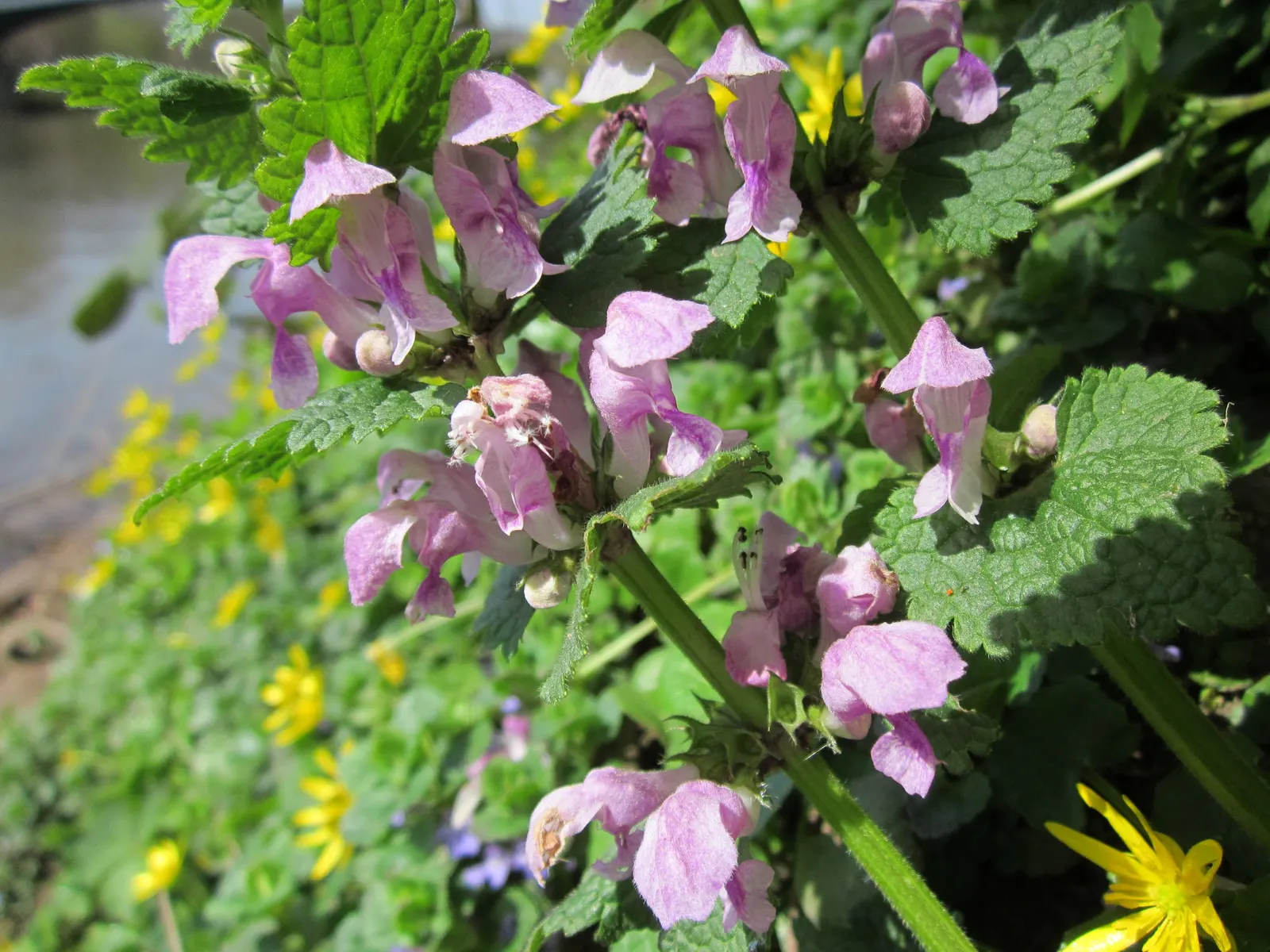 Dead Nettle (Lamium Maculatum) — Its low maintenance and deer resistance make it a preferred choice for woodland gardens and shaded borders, image 149