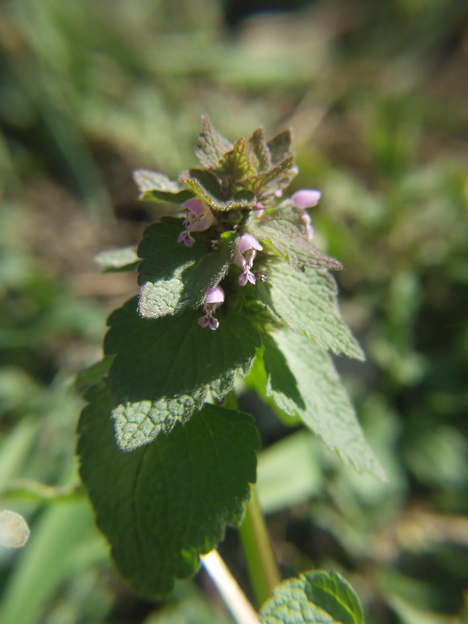 Dead Nettle (Lamium Maculatum) — When mapping out your landscape design; ground cover for half or shade, image 69