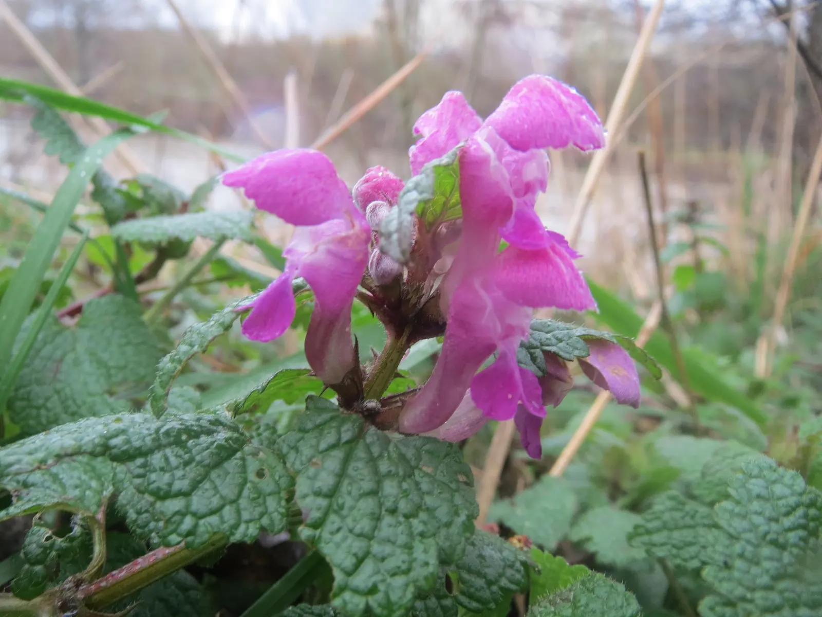 Dead Nettle (Lamium Maculatum) — is an herbaceous perennial that offers a multitude of benefits for both landscape design and the home gardener, image 151