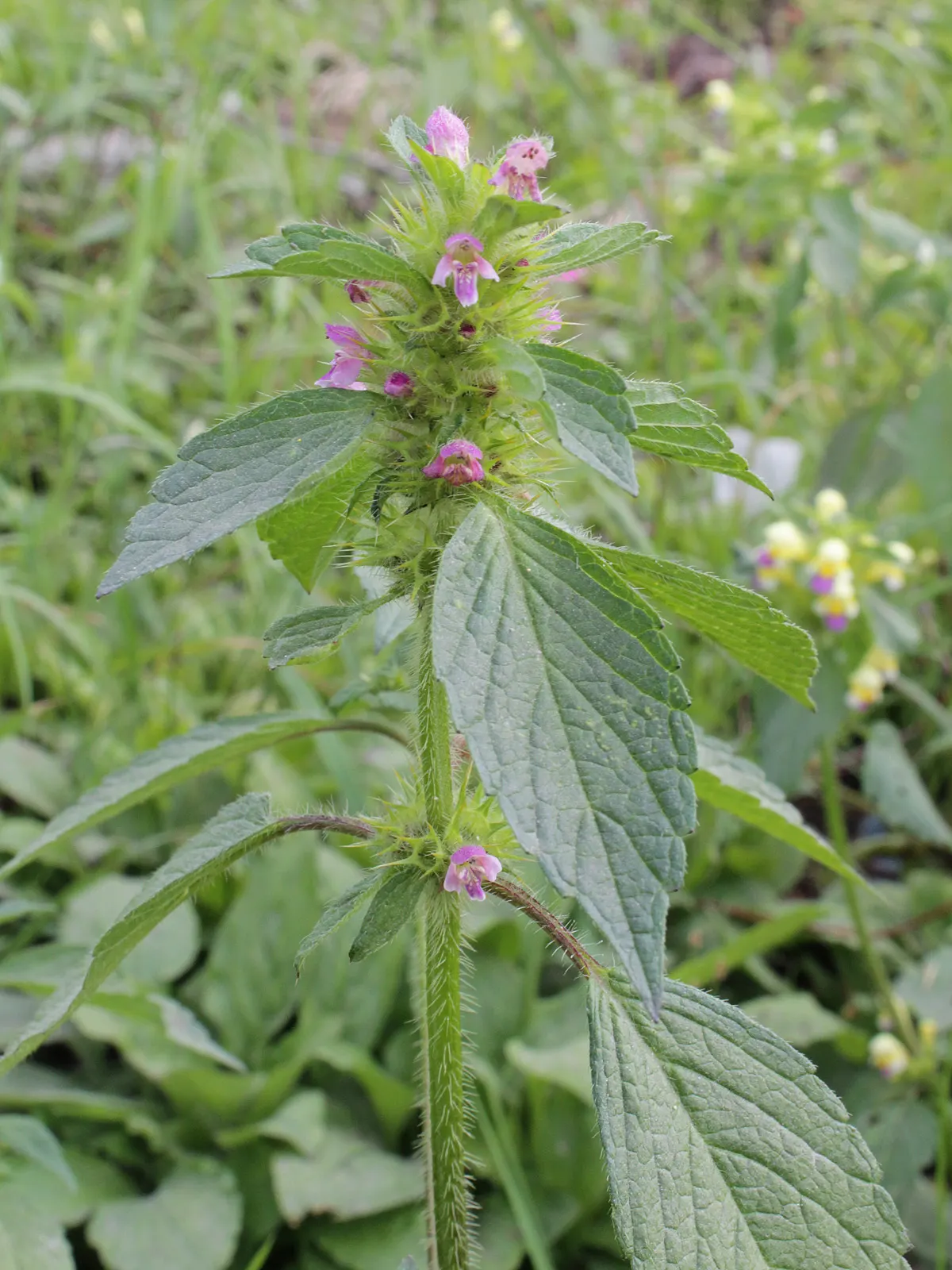 Dead Nettle (Lamium Maculatum) — tubular flowers bloom in shades of pink; well-drained soil with a pH that is neutral to slightly acidic, image 61