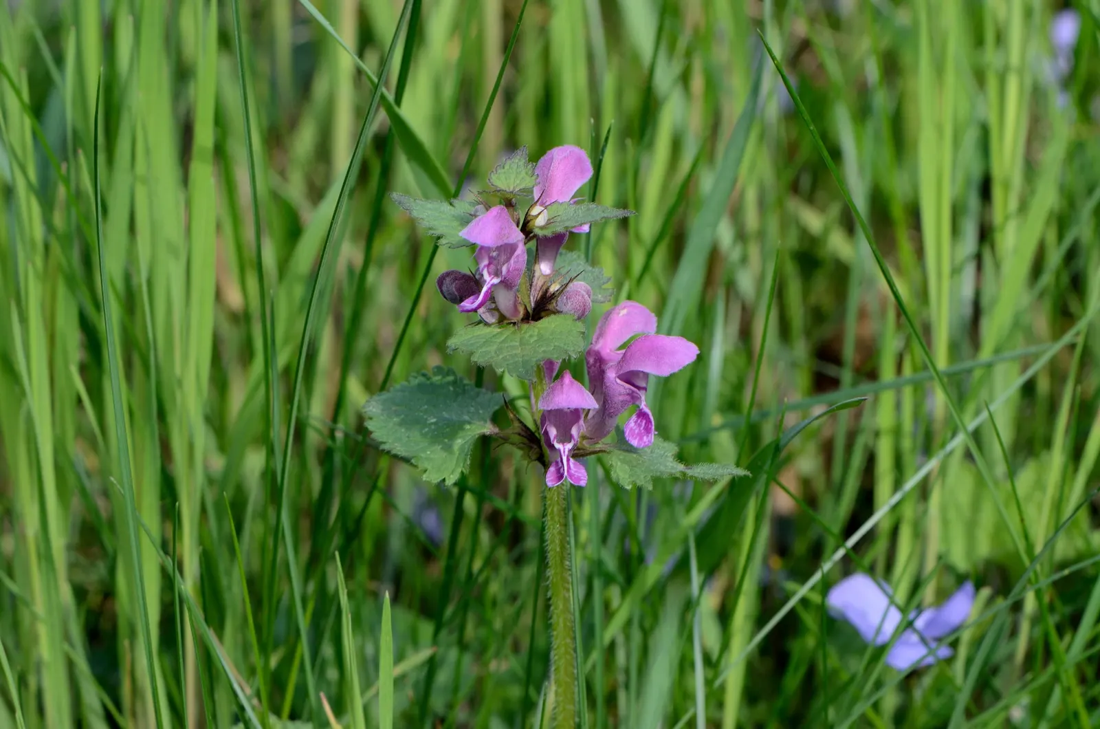 Dead Nettle (Lamium Maculatum) — is a shade-tolerant perennial with variegated foliage and hooded pink; heart-shaped green leaves, image 146