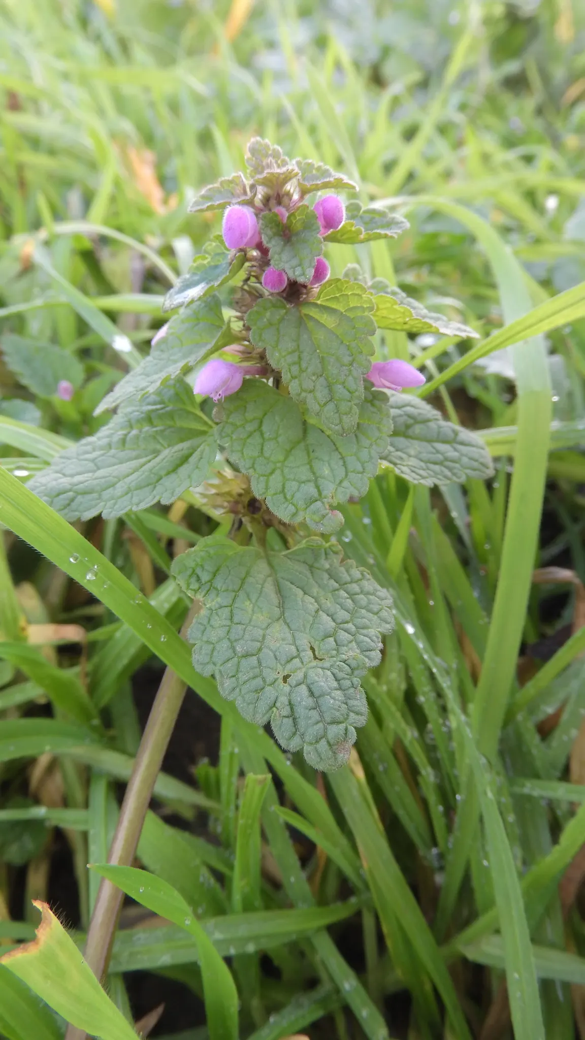 Dead Nettle (Lamium Maculatum) — heart-shaped green leaves; is a shade-tolerant perennial with variegated foliage and hooded pink