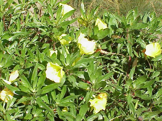 Missouri Primrose (Oenothera Missourensis) — Department of Agriculture hardiness zones 3 through 7