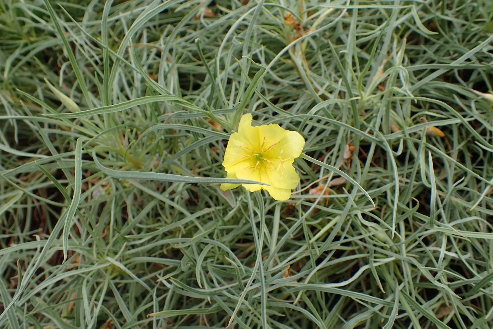 Missouri Primrose (Oenothera Missourensis) — The foliage is characterized by lance-shaped leaves; the Missouri Primrose requires well-drained soil to prevent