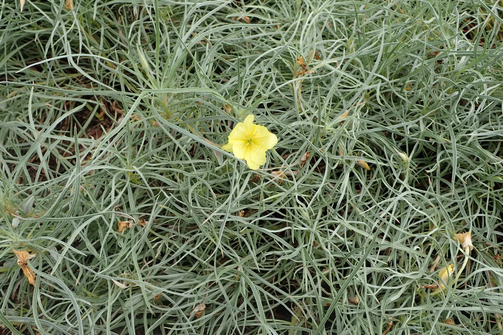 Missouri Primrose (Oenothera Missourensis) — yellow flowers in the garden; is a captivating perennial that brings a distinctive splash of color to any