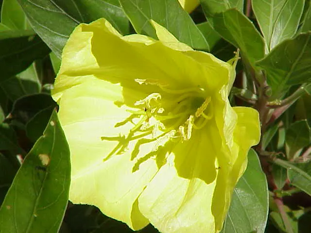 Missouri Primrose (Oenothera Missourensis) — ground cover / perennial for full or half