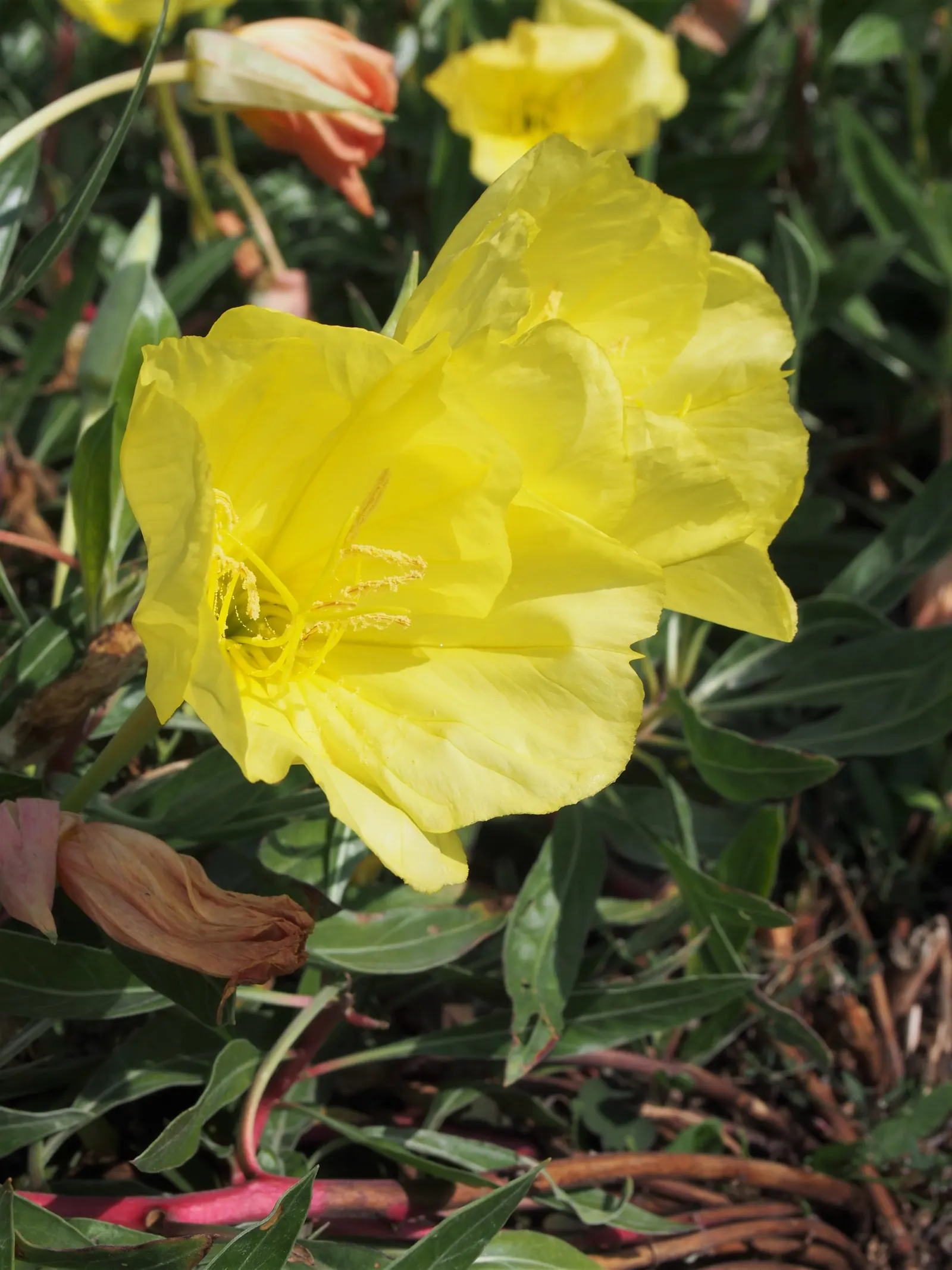 Missouri Primrose (Oenothera Missourensis) — Department of Agriculture hardiness zones 3 through 7; and the front edges of borders