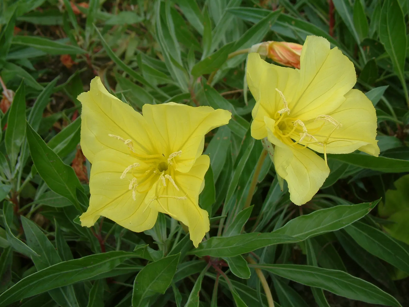 Missouri Primrose (Oenothera Missourensis) — which are medium green and can grow up to 3 to 6 inches long.<br><br>From late spring to early fall