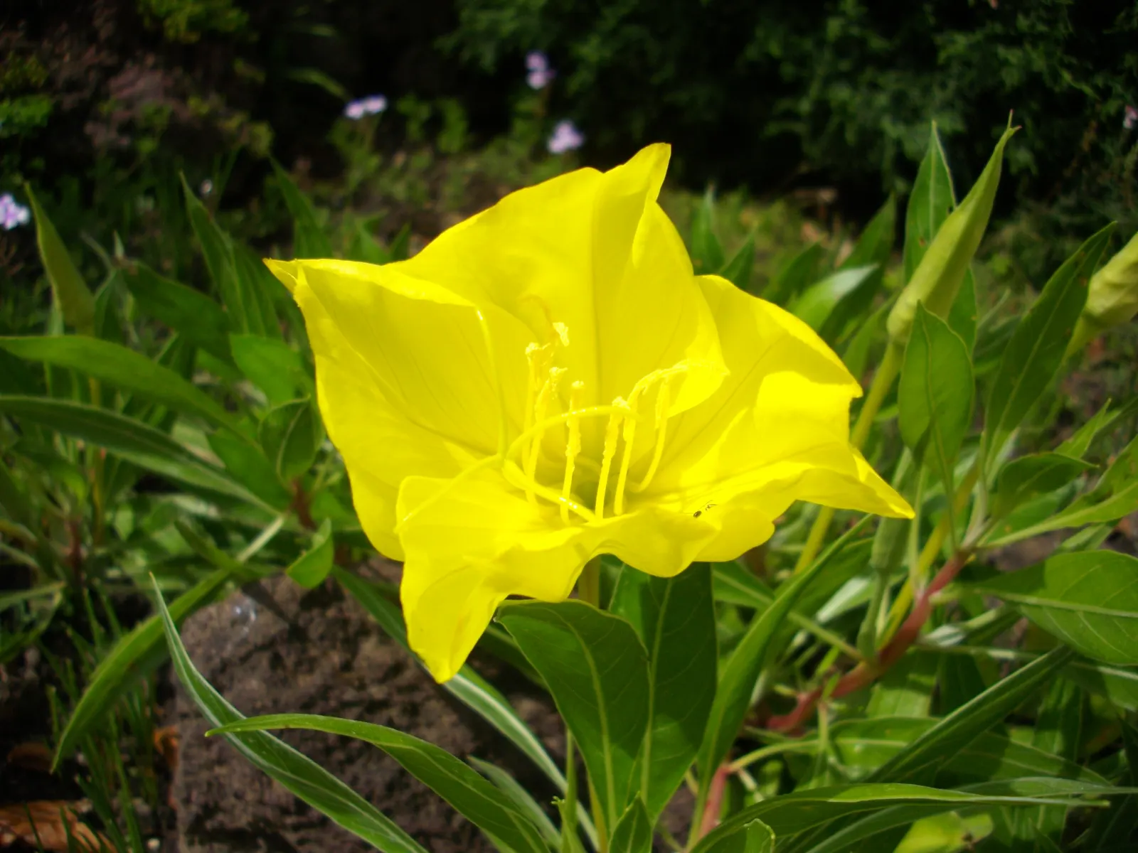 Missouri Primrose (Oenothera Missourensis) — Add this drought-tolerant beauty to a xeriscape or dry area; forming eye-catching basal rosettes