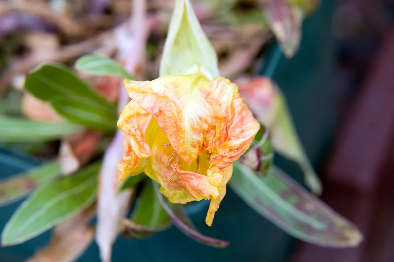 Missouri Primrose (Oenothera Missourensis) — the Missouri Primrose requires well-drained soil to prevent root rot; the foliage is characterized by lance-shaped