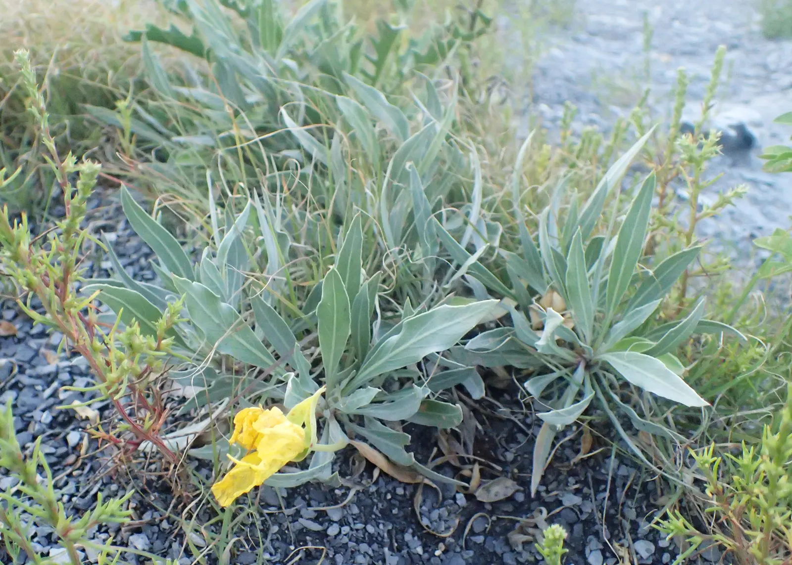 Missouri Primrose (Oenothera Missourensis) — Blooms from late spring to early fall, attracting pollinators